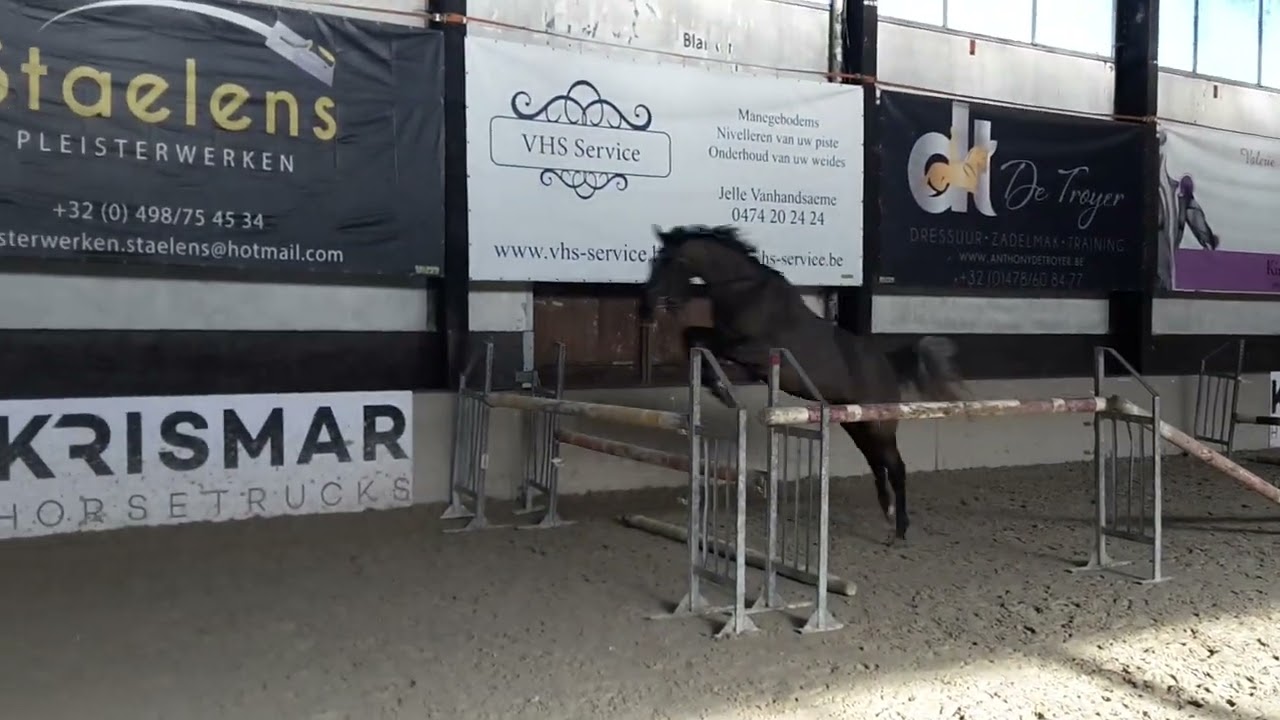 Springpaard Best Winner (v.Bentley B x m.Winks x  v.m.Oklund) . Sprong 2