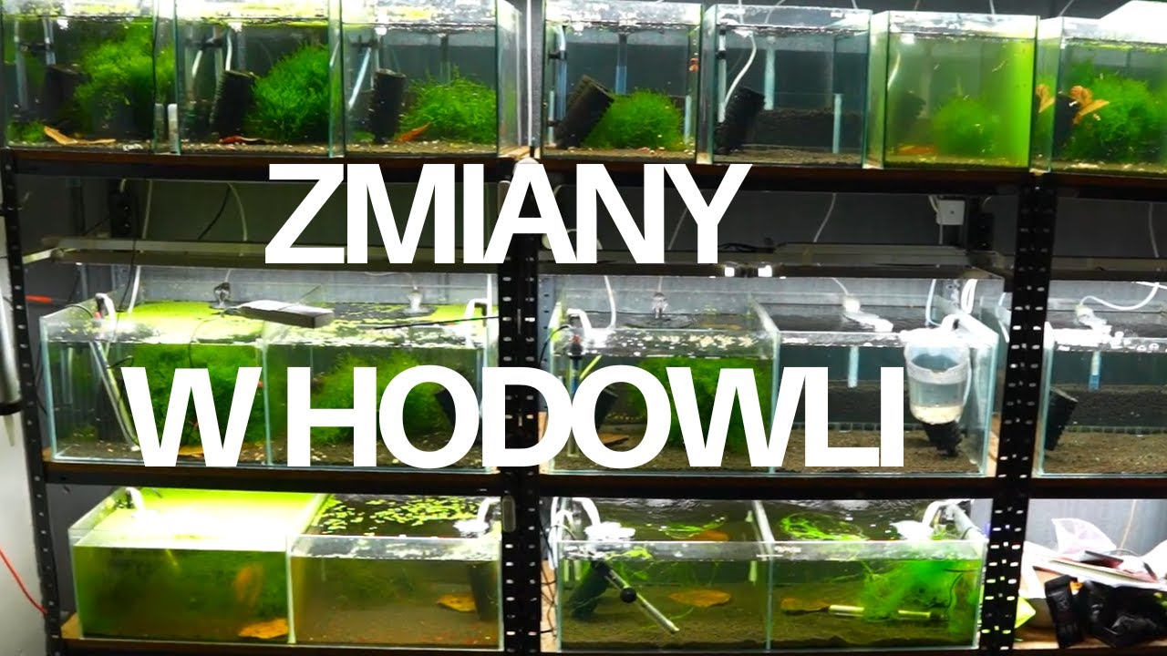 Zmiany w hodowli krewetek – akwaria, regał, przenosiny