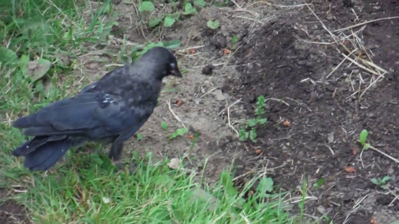 Fledgling Crow