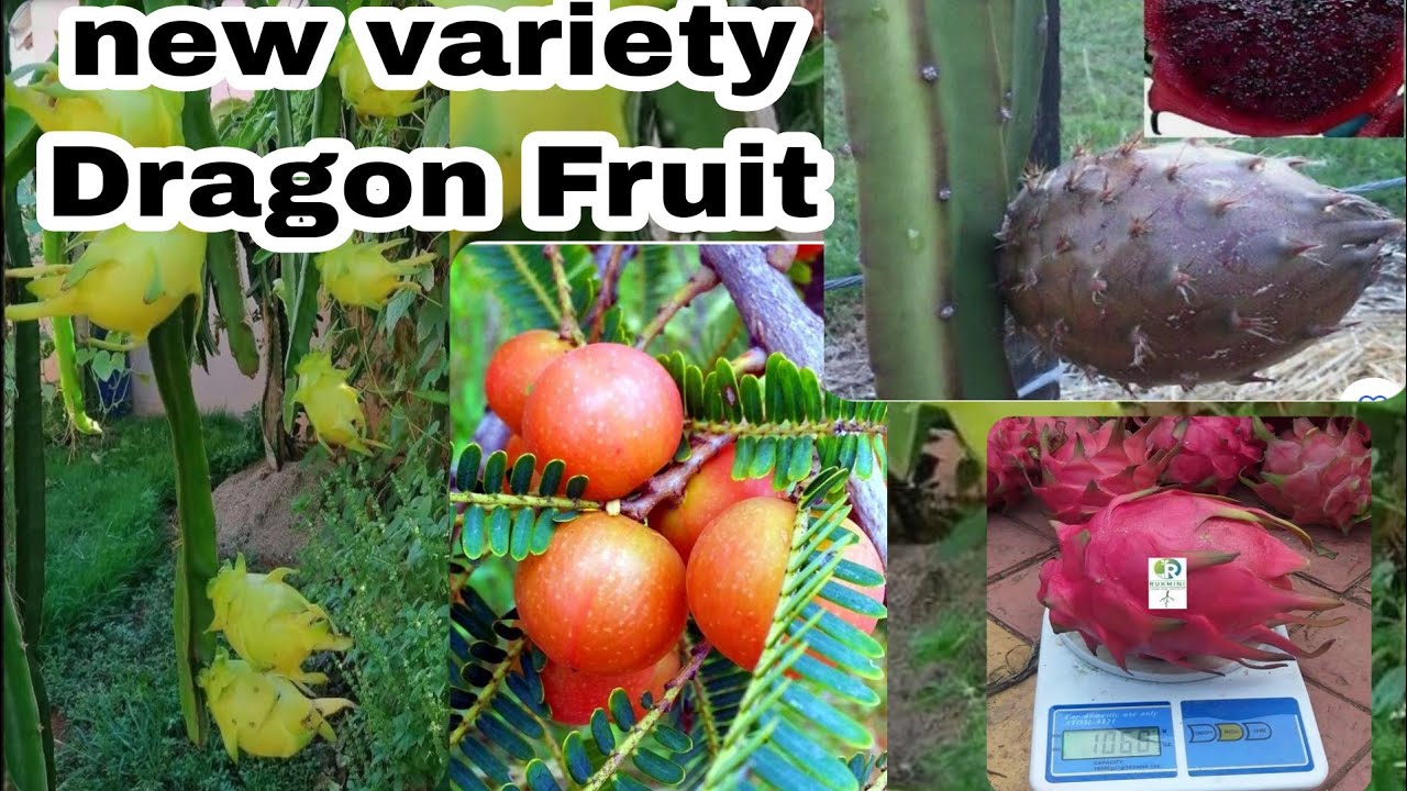 buy online plant s, red Amla plant
