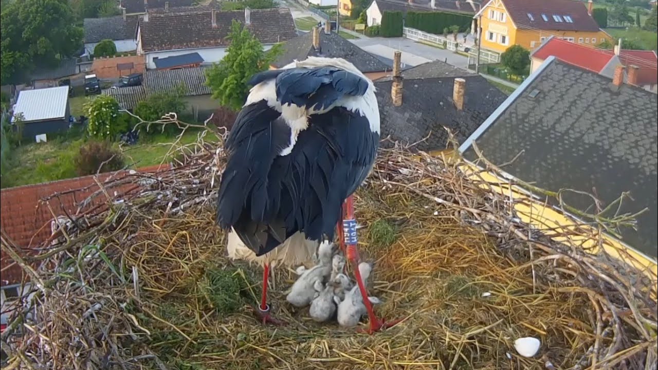Dad arrive with first breakfast | White Storks (Hungary) | May 12, 2025