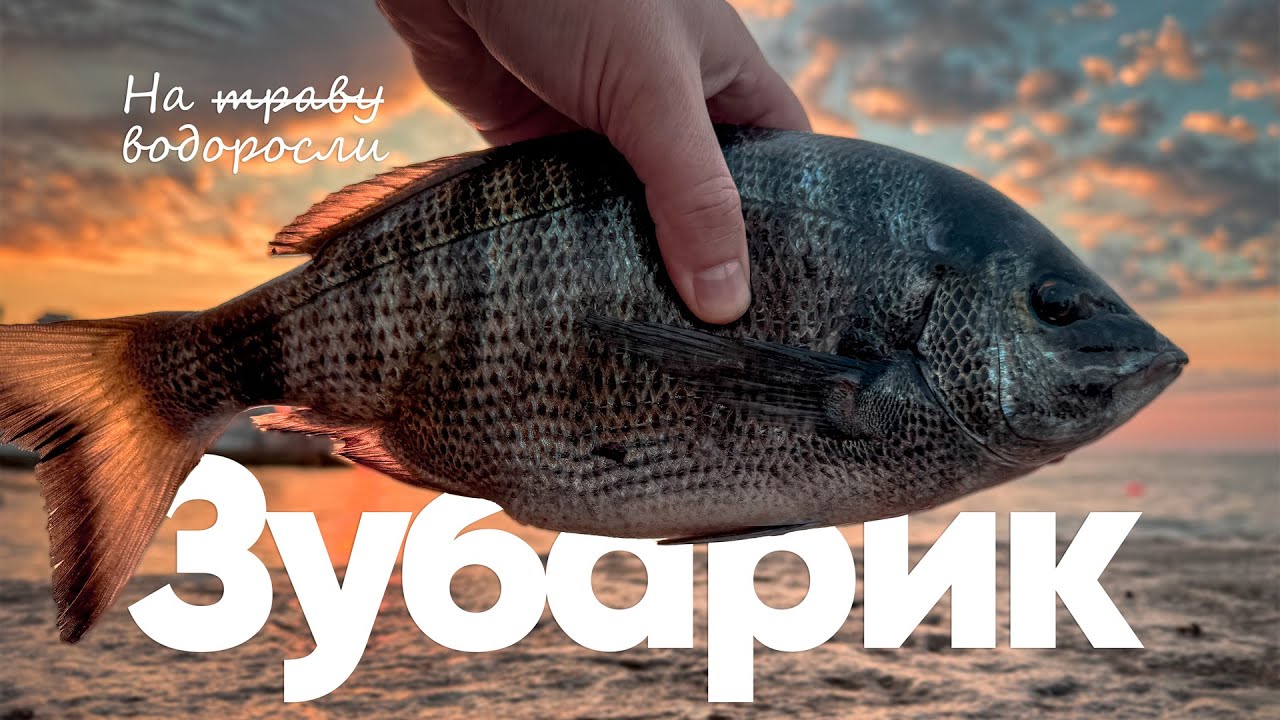 🎣 Ловля зубаря на водоросли | Рыбалка на Чёрном море (#рокфишинг)