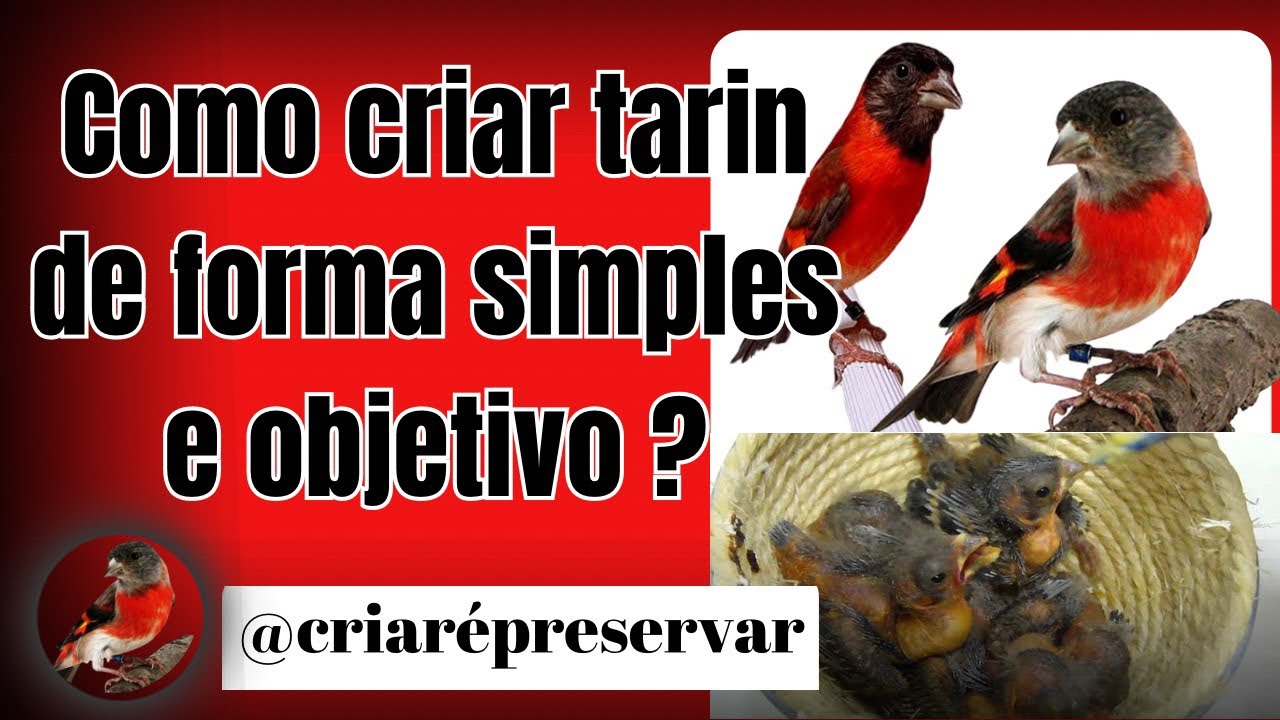 Como criar Tarin de forma simples e objetiva ,e ter filhotes  ! 