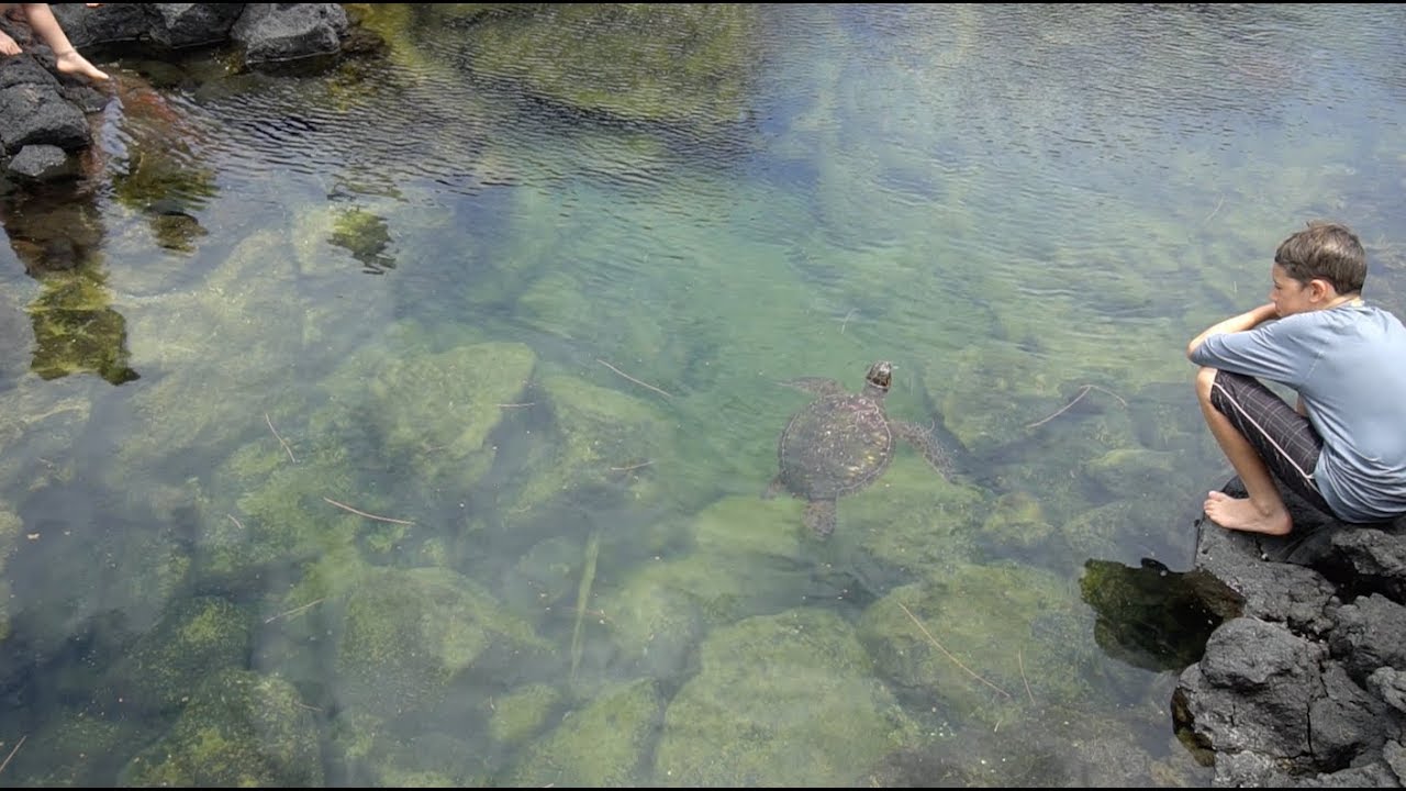Turtles & More at Richardson's Beach, Hilo Hawaii