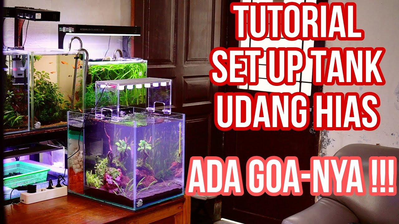 Tutorial Setup Tank Udang Hias Aquascape, Ada Goanya ‼️😃