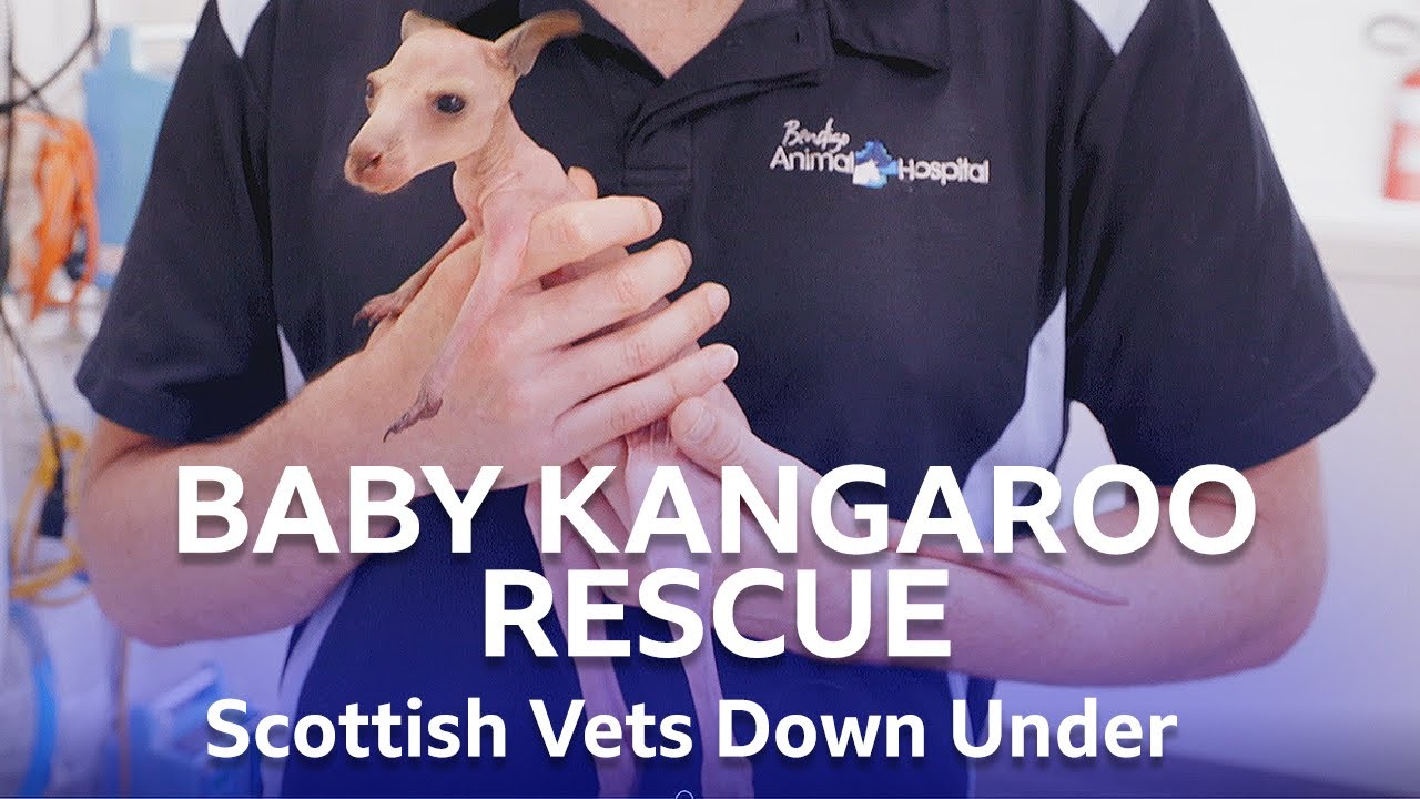 Tiny Kangaroo Found Abandoned During Wildfires | Scottish Vets Down Under