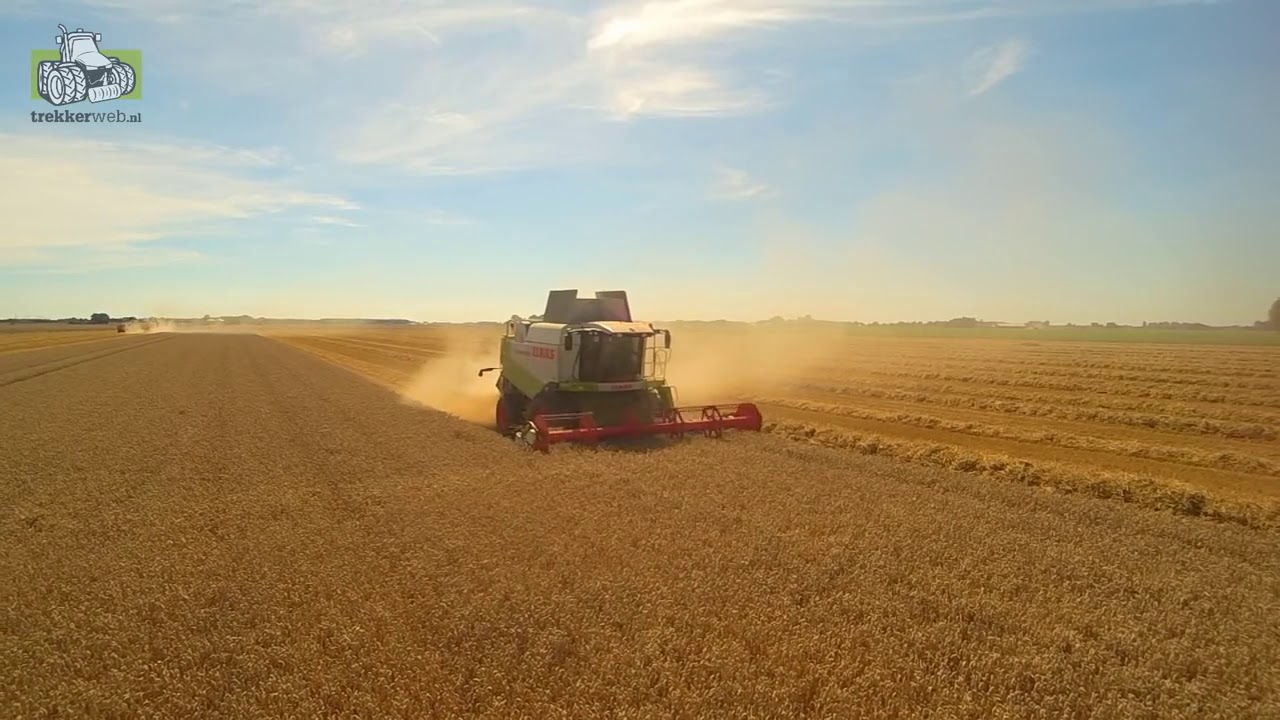 Wintertarwe dorsen in de graanschuur van Nederland het Oldambt Trekkerweb