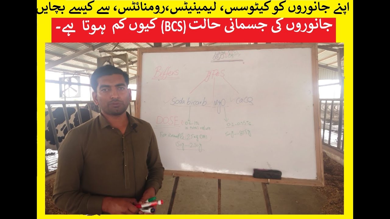 What is a BUFFER | How does it work | Buffers in cow nutrition | Dr. Sajid