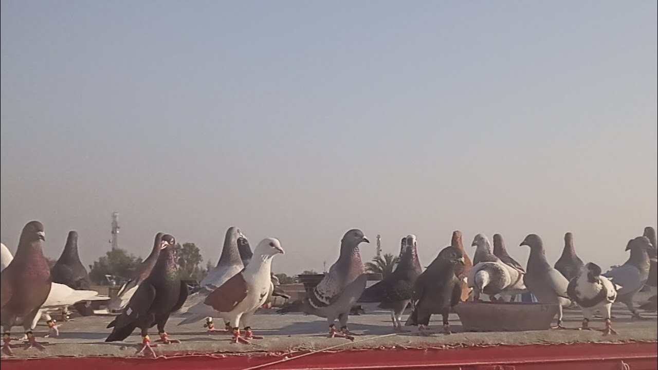 First Ramadan Kabootarbazi  Pigeon Shooq اج کبوتر بازی لڑائیاں کا شوق 🕊️🕊️🕊️