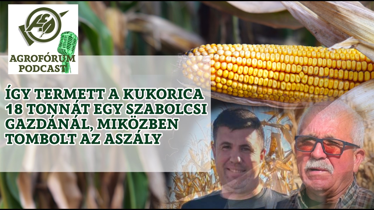 Így termett a kukorica 18 tonnát egy szabolcsi gazdánál, miközben tombolt az aszály