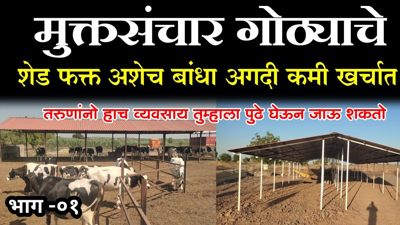 मुक्तसंचार गोठ्याचे शेड अशेच बांधा || cow farming shed information || dairy farming