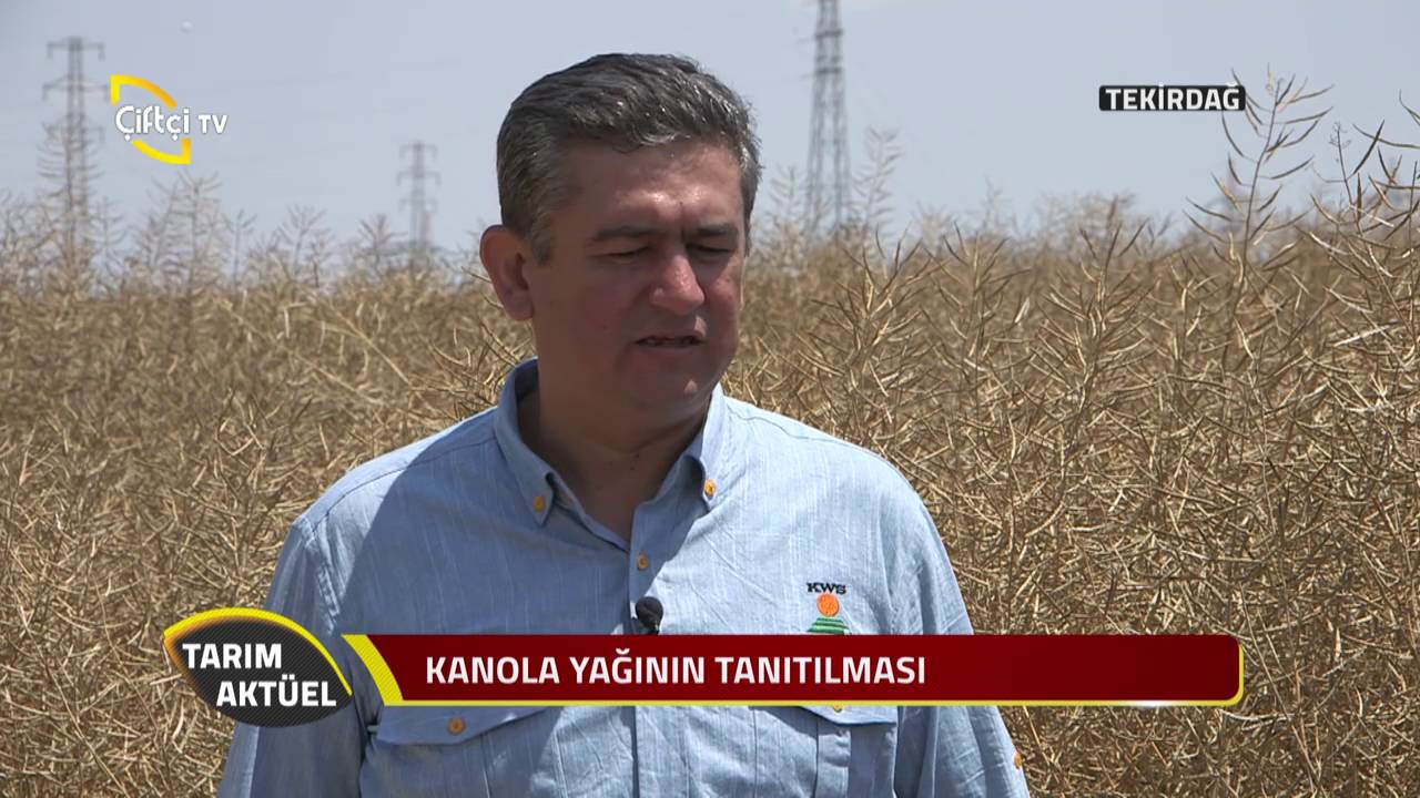 Tarım Akt&uuml;el-Kws T&uuml;rk Kanola Hasadı-Tekirdağ