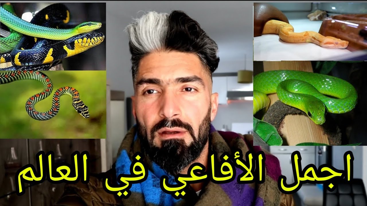 اجمل الأفاعي في العالم فلوك يوم كامل