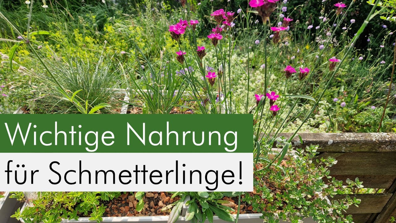 Insektenfreundliche Blumenkübel Teil 7 - Der beste Balkonkasten für Schmetterlinge!