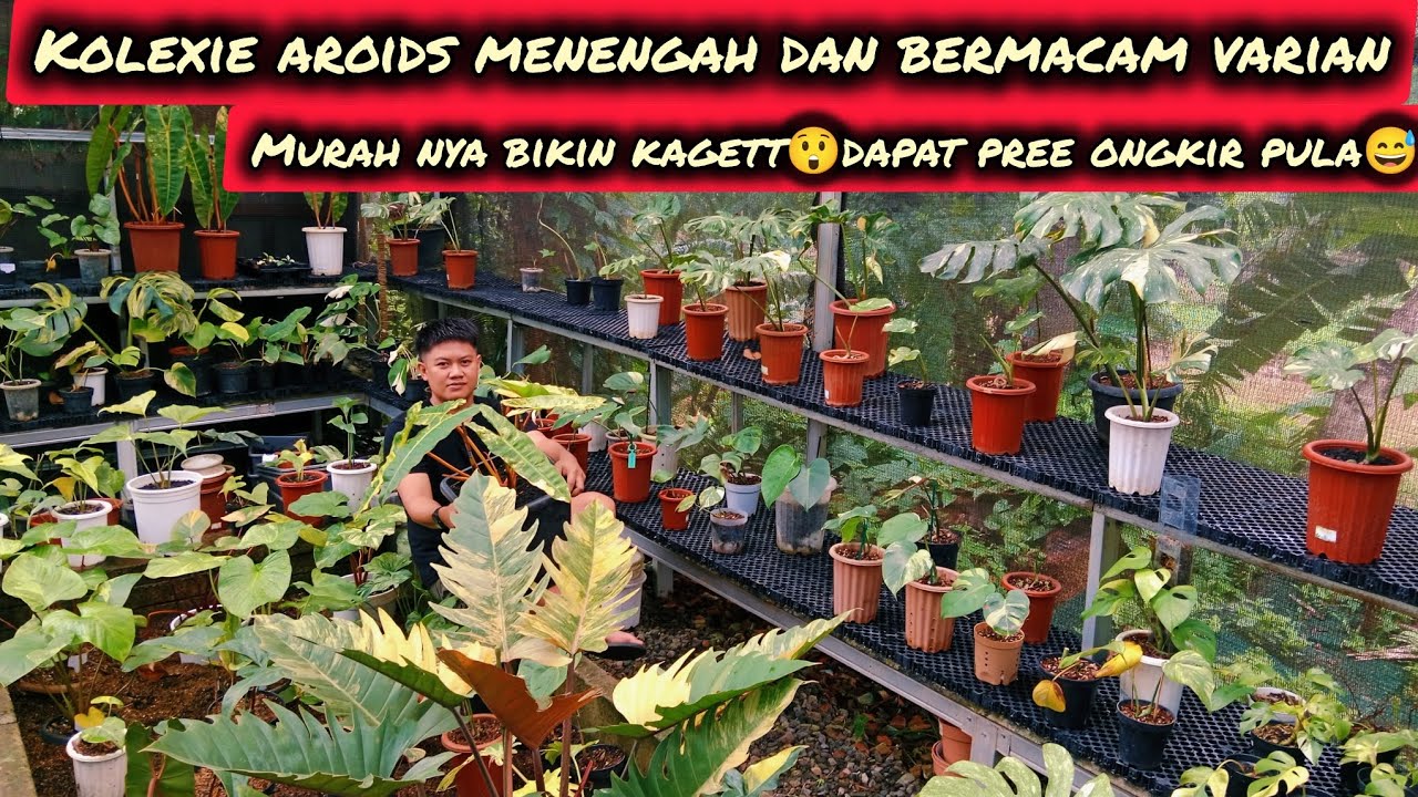 KOLEXIE AROIDS MENENGAH DAN BERMACAM VARIAN‼️MURAH NYA BIKIN KAGET😲DAPAT FREEONGKIR 