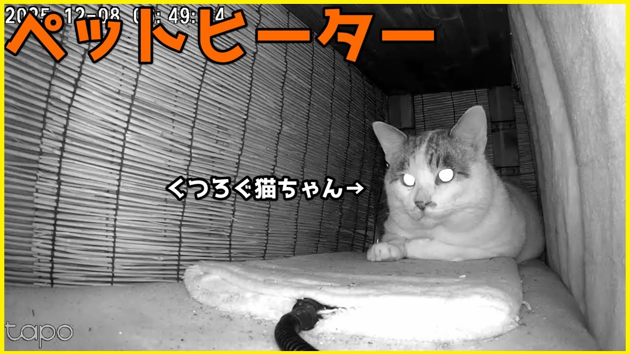 ペットヒーターを設置した棚を猫ちゃんが利用してくれました♪