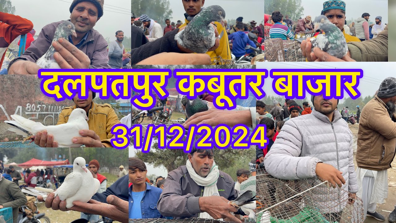 दलपतपुर कबूतर बाजार Dalpatpur kabootar market 31/12/2024