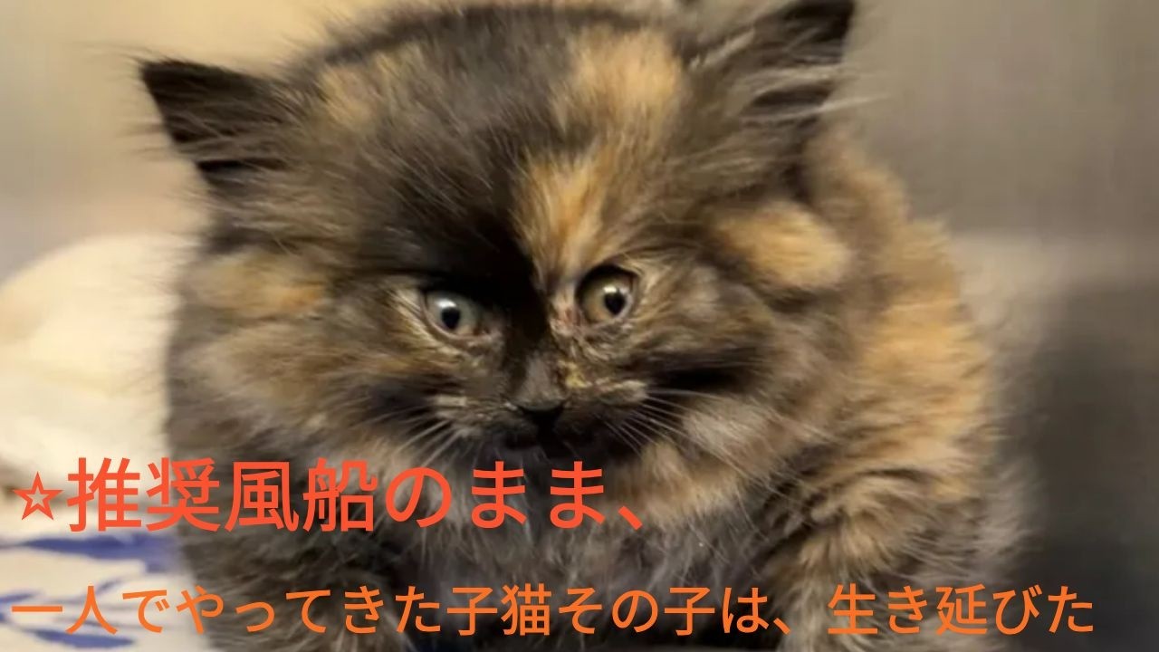 感情ストレート型風船のように膨らんだ子猫…#風船猫 #子猫救助 #皮下気腫 #動物病院 #感動実話#rescuecat #ballooncatZoe