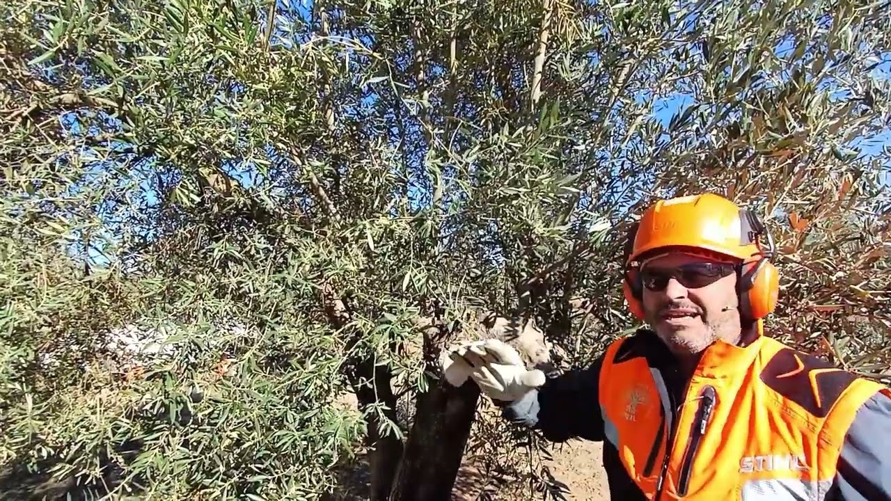 PODA OLIVO JAEN VIDEO 51