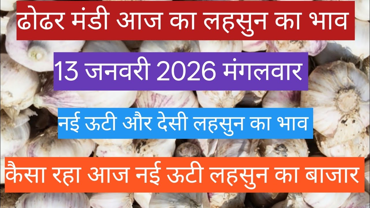 ढोढर मंडी आज का लहसुन का भाव // 13 जनवरी 2026 मंगलवार // 
