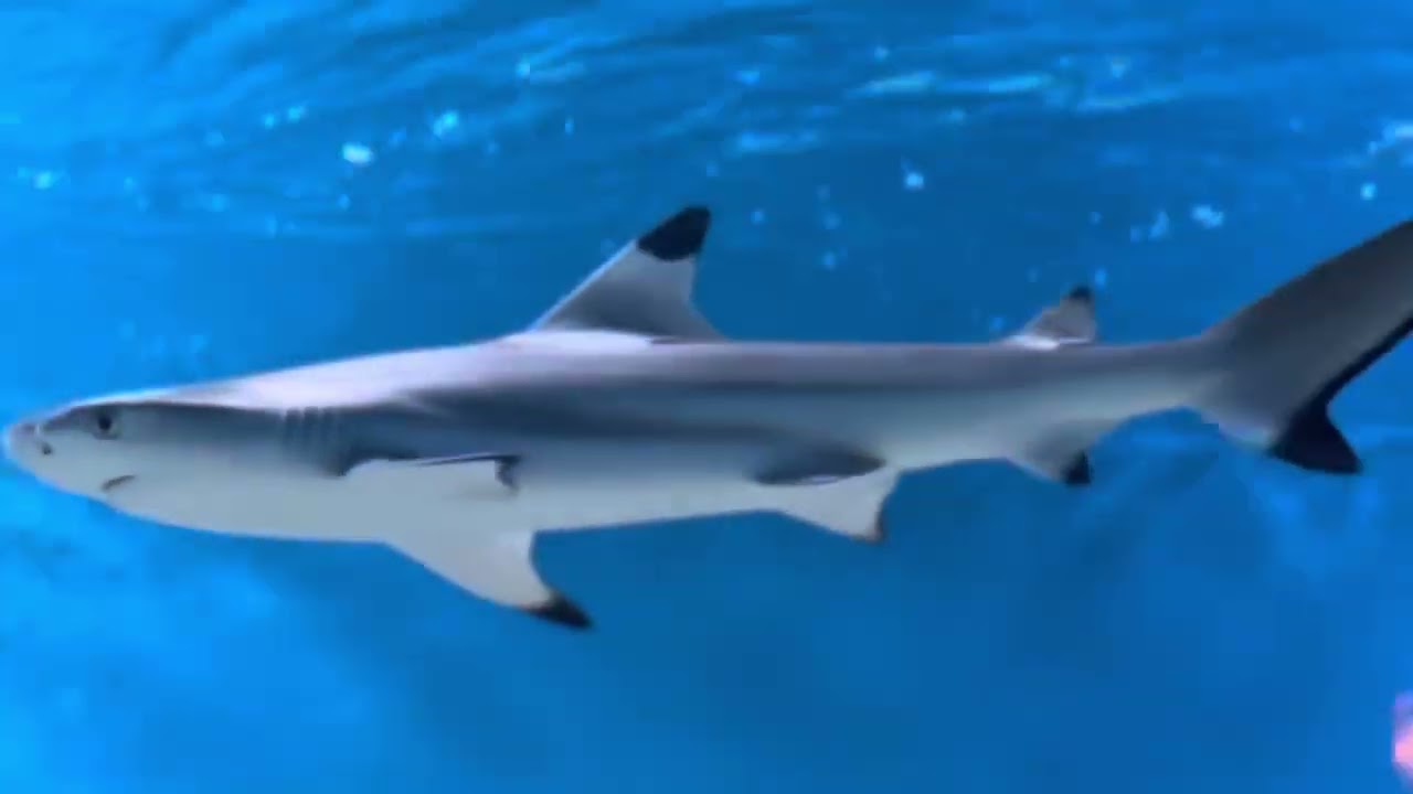 Blacktip Reef Shark Montage MIX 🦈🪸