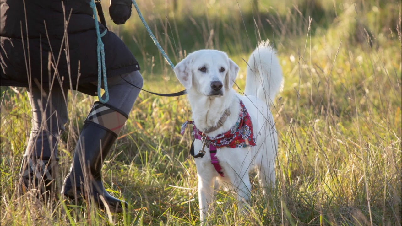 Canine body language: posture