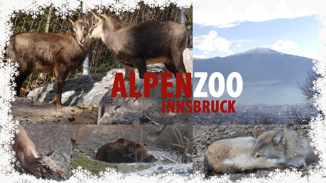Alpenzoo Innsbruck | Tirol | Austria | Follow Me Everywhere
