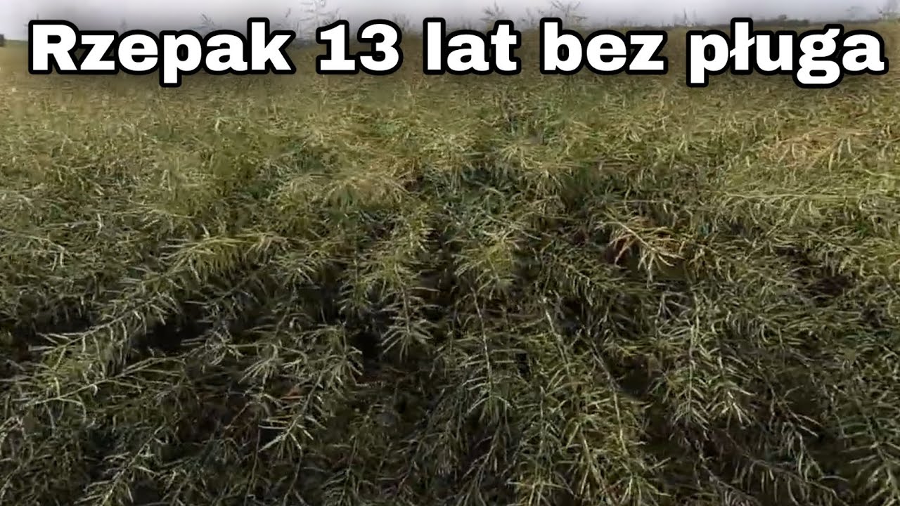 Rzepak na polu uprawianym 13 lat bez pługa/ Kula