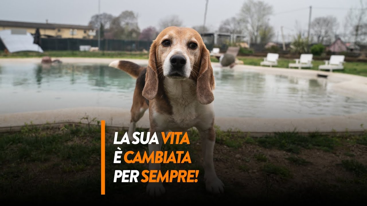 Liberato dai laboratori di sperimentazione, la vita di Jordan è cambiata per sempre!