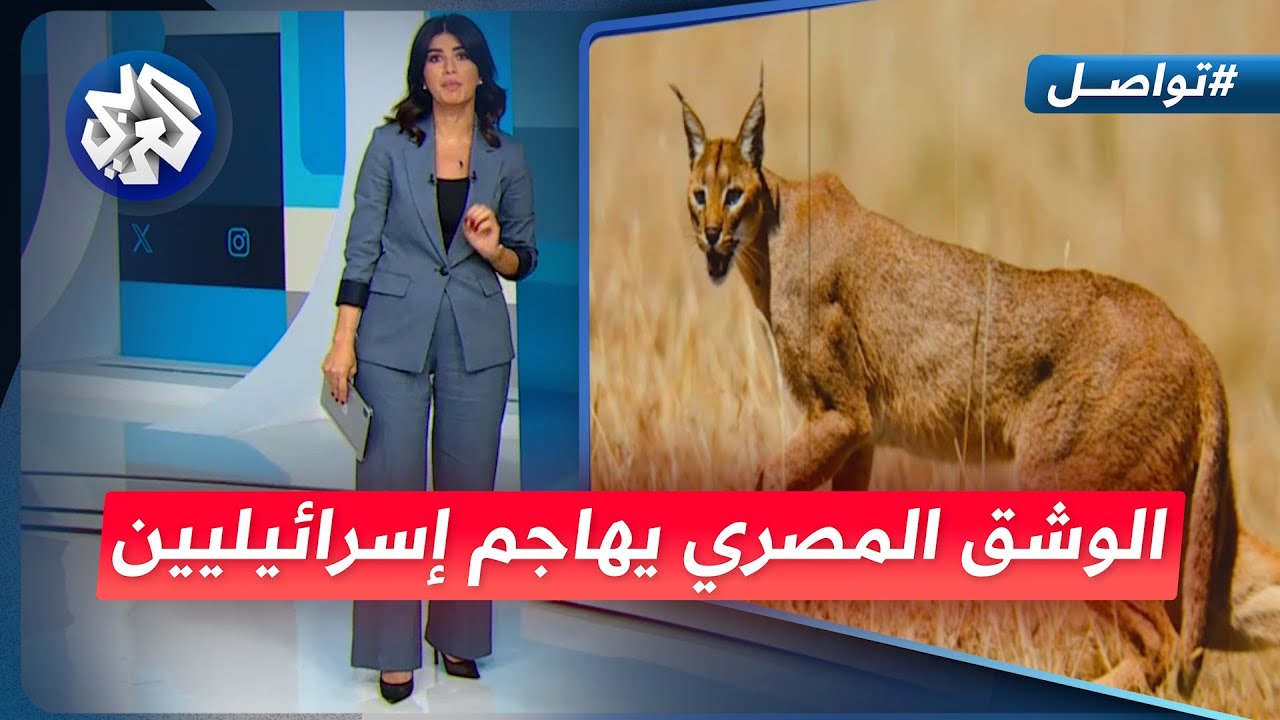 الوشق المصري يقتحم الحدود ويهاجم جنودًا إسرائيليين داخل الأراضي المحتلة | تواصل