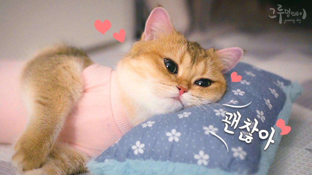 베리 중성화 수술 잘하고 돌아왔어요 (암컷 고양이 중성화 후기)