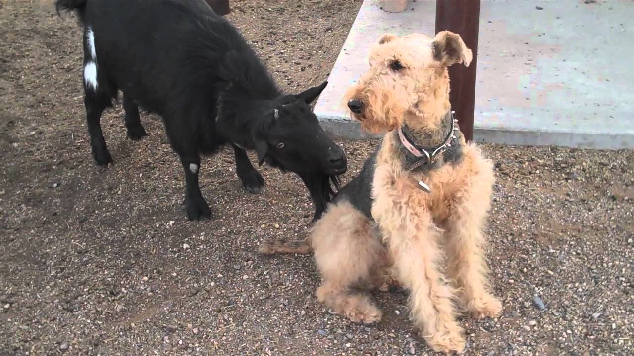 Funny Goat Licks Dog!