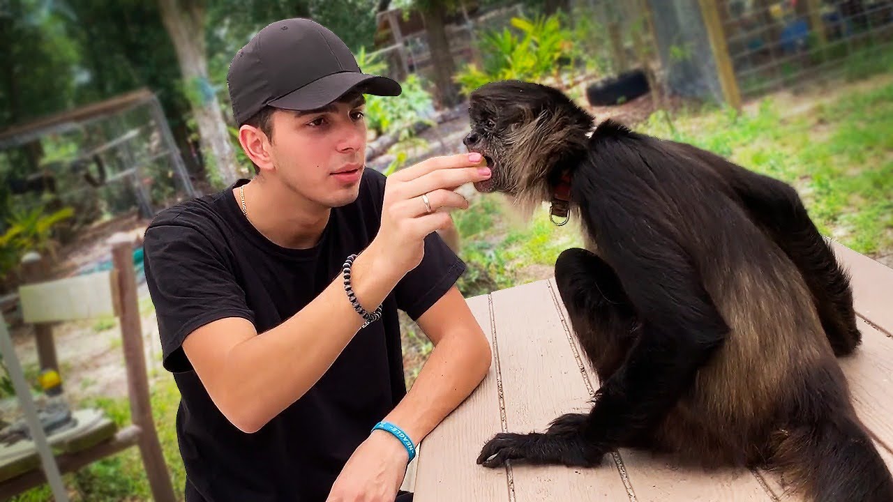 NOSSO NOVO AMIGO MACACO! ‹ NeagleHouse ›