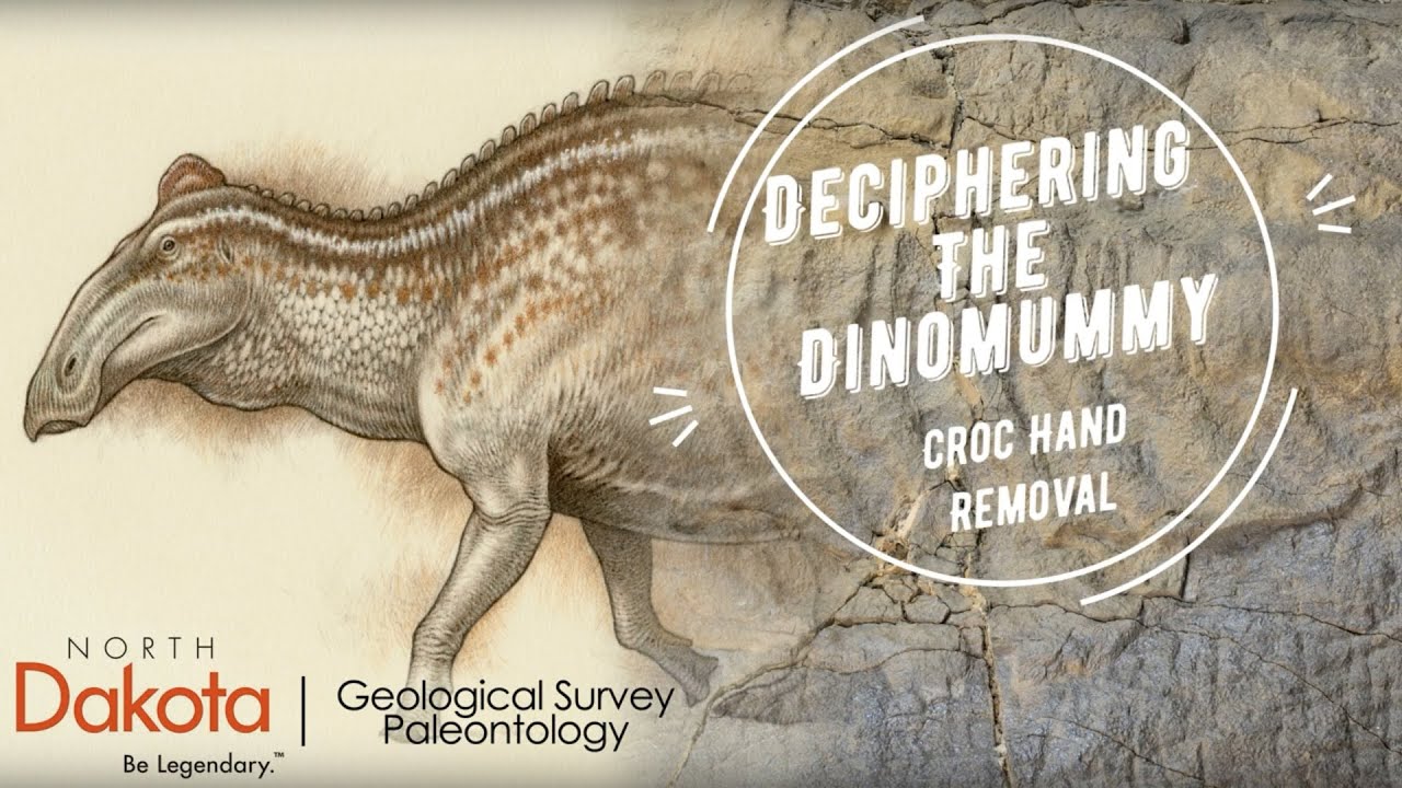 Decipering the Dinomummy: Crocodile hand removal