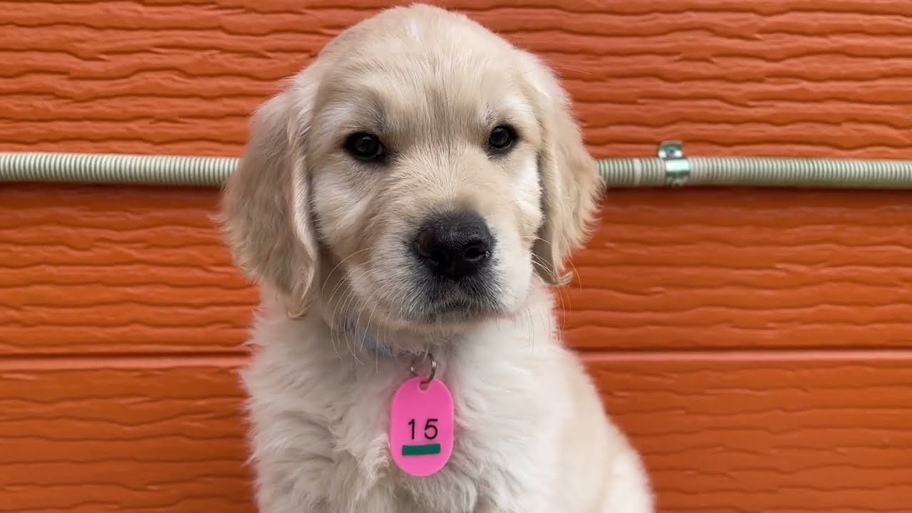 あやねの子犬15番君2026 3 6撮影