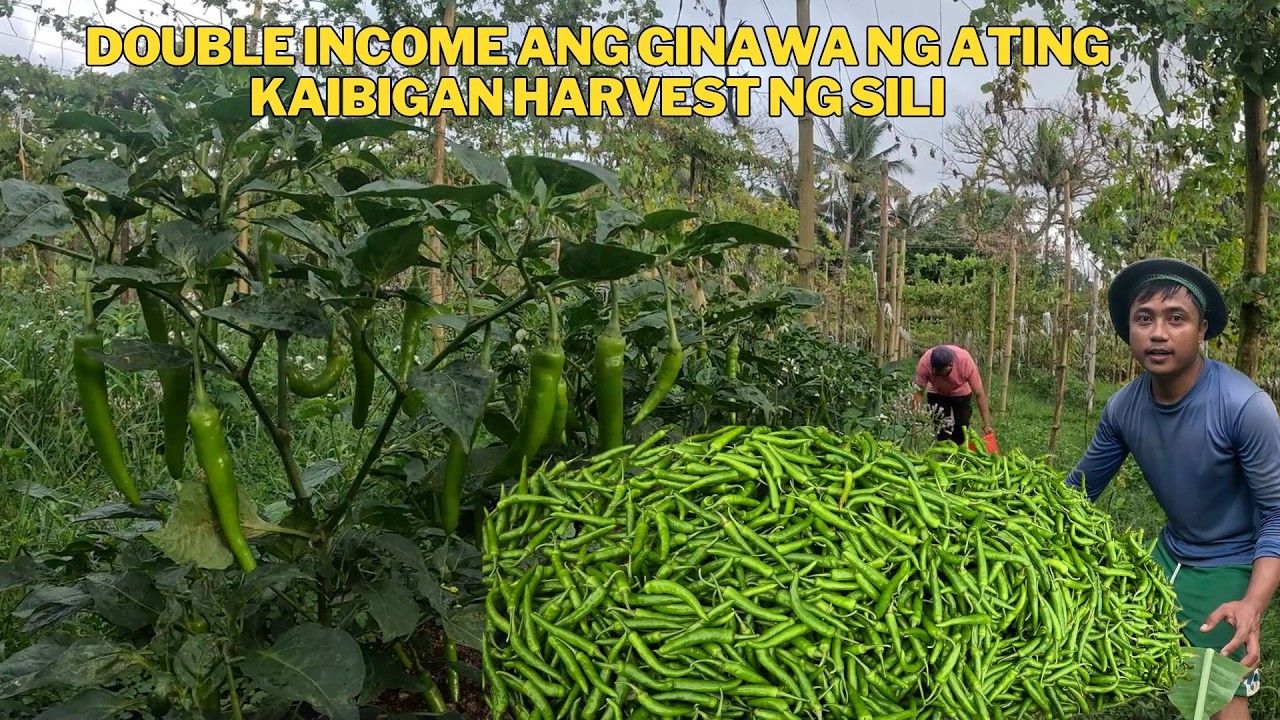 GAGAWIN KO RIN ITO DOUBLE ANG KITA SA HALAMANAN HARVEST NG SILING PANIGANG