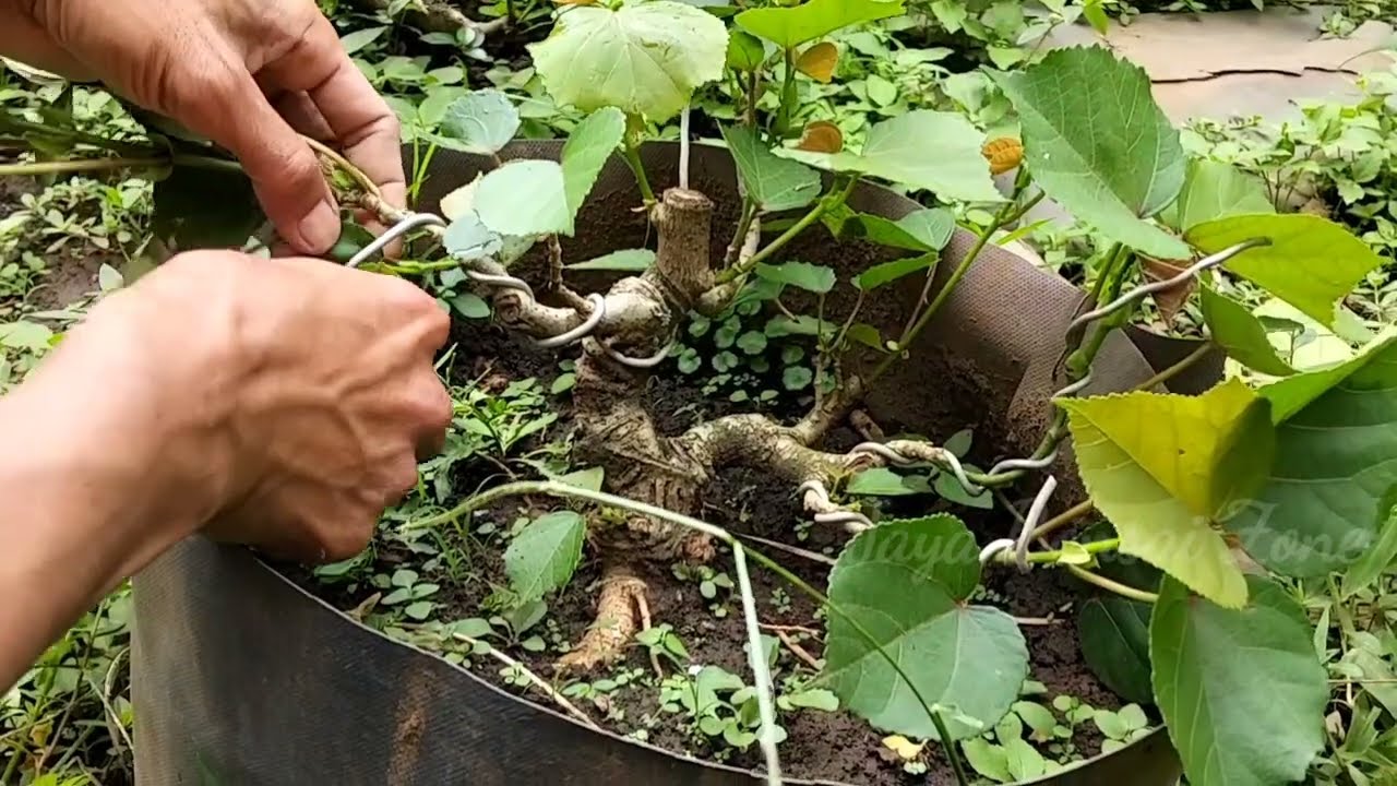 Pohon pinggir jalan jika di proses jadi bonsai menawan