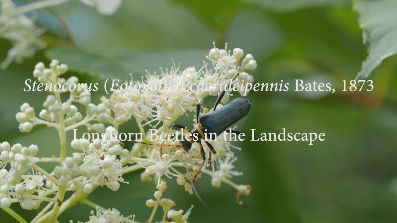 フタコブルリハナカミキリ　/ Stenocorus (Eotoxotus) caeruleipennis Bates, 1873