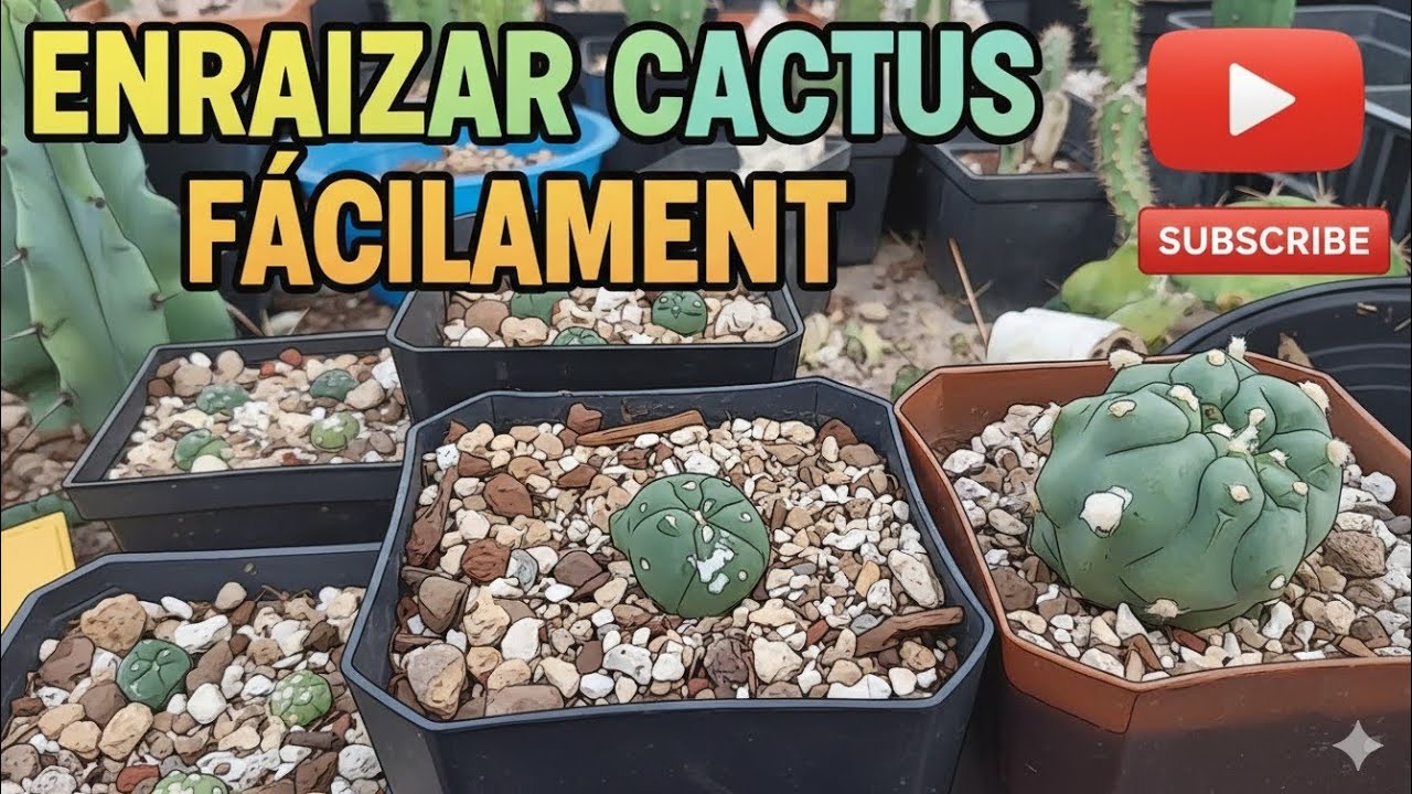 Sustrato que uso para Sacar raices a lophos ( cactus ) muy fácil 