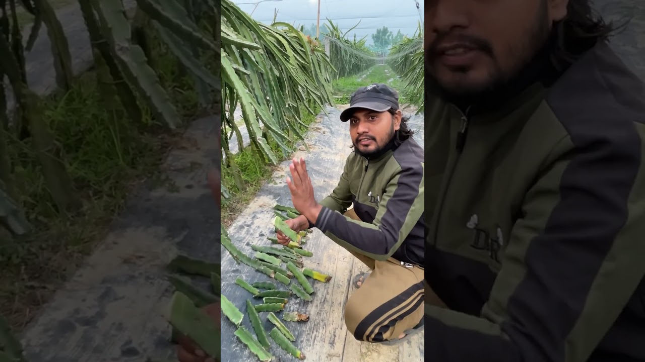 🌱 ড্রাগন গাছে রোগ মানেই ভয় নয়—সমাধান আছে!আজকের ভিডিওতে দেখুন 👇✅ কোন রোগে কোন স্প্রে কার্যক