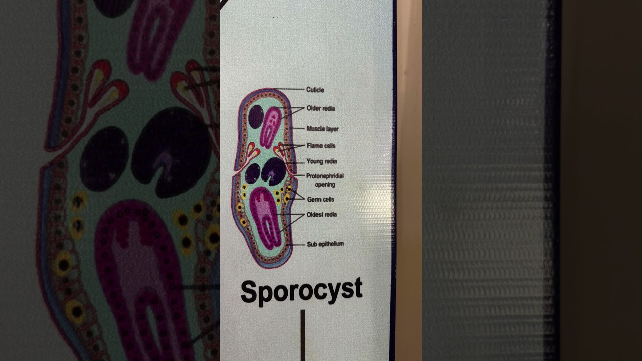 life cycle of trematode 
