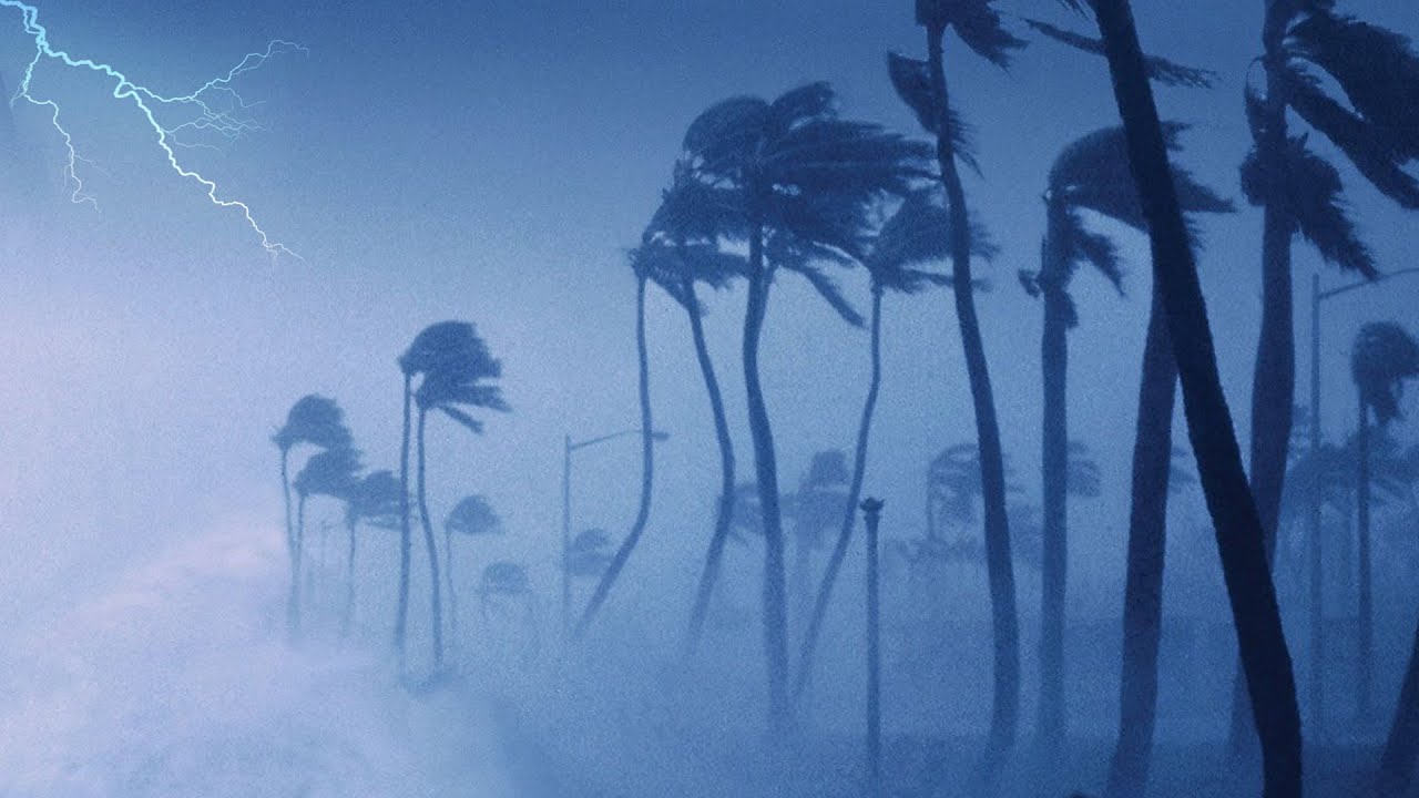 Избавьтесь от проблем со сном с помощью звуков урагана, проливного дождя и грома на пальме ночью
