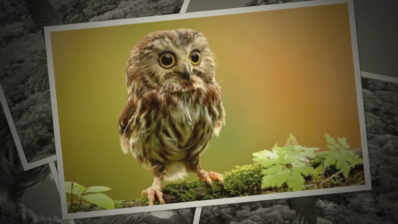 I Am Wealthy-I Am Wise~Let It In ~ Francine Jarry~Abraham-Hicks