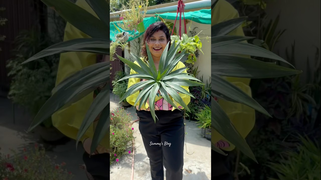 🍍 pineapple ke patte se grow kare pineapple plant #explore #garden