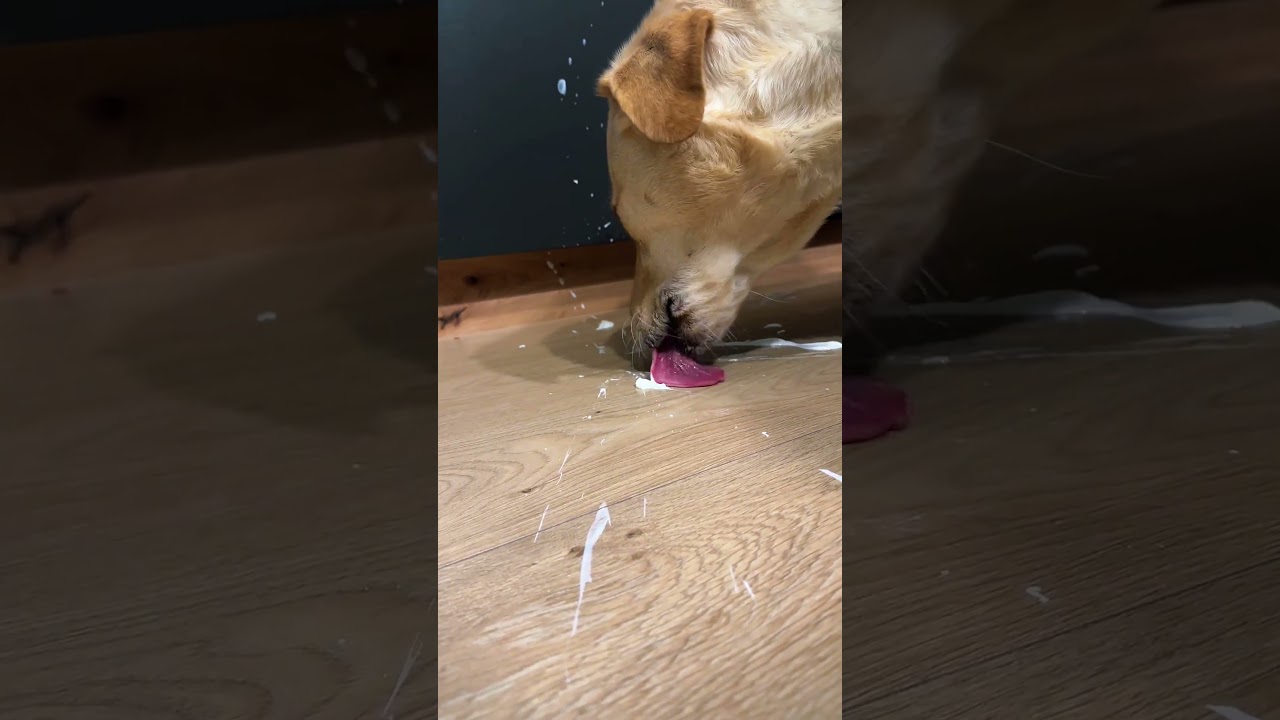 BAZYLEK RATUJE KUCHNIĘ! 🤓 #śmiesznefilmiki #goldenretriever #funnydogs #labradorretriever #comedy
