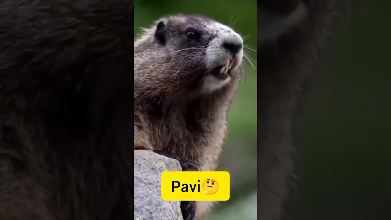 Pavi 😂 Share with your friends named Pavi 😂#pavi #namestatus #name #nameart #names #funny #videos
