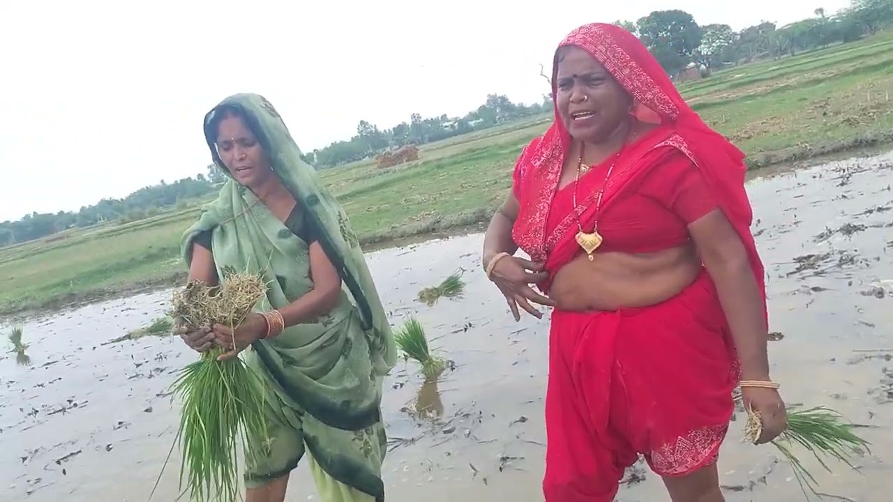 धान रोपाई गीत #awdhigeet---#देहतीलोकगीत __#sawangeet __please सपोर्ट करो दोस्तों 🙏