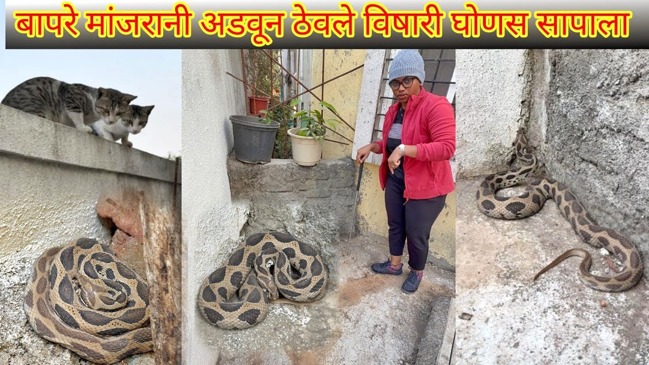 😱🐍अरे बापरे मांजरानी अडवून ठेवले विषारी घोणस सापाला पाहा🐍😳 Dangerous Russell's Viper Snake Rescue🐍