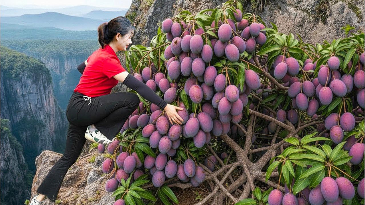Harvesting Giant Tropical Purple Mango To Sell | Massive Profit Harvest from Orchard to Market