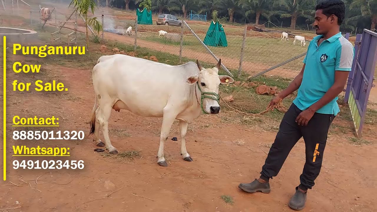 Beautiful Punganur Cow For Sale ... High Milk Yield..see description